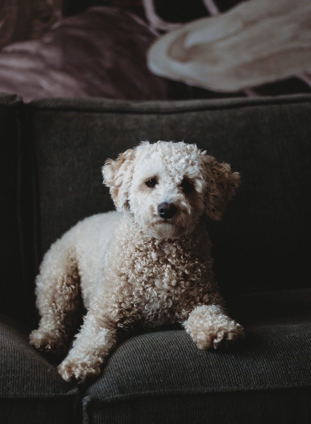 Mothers day photo sessions gloucestershire laurine